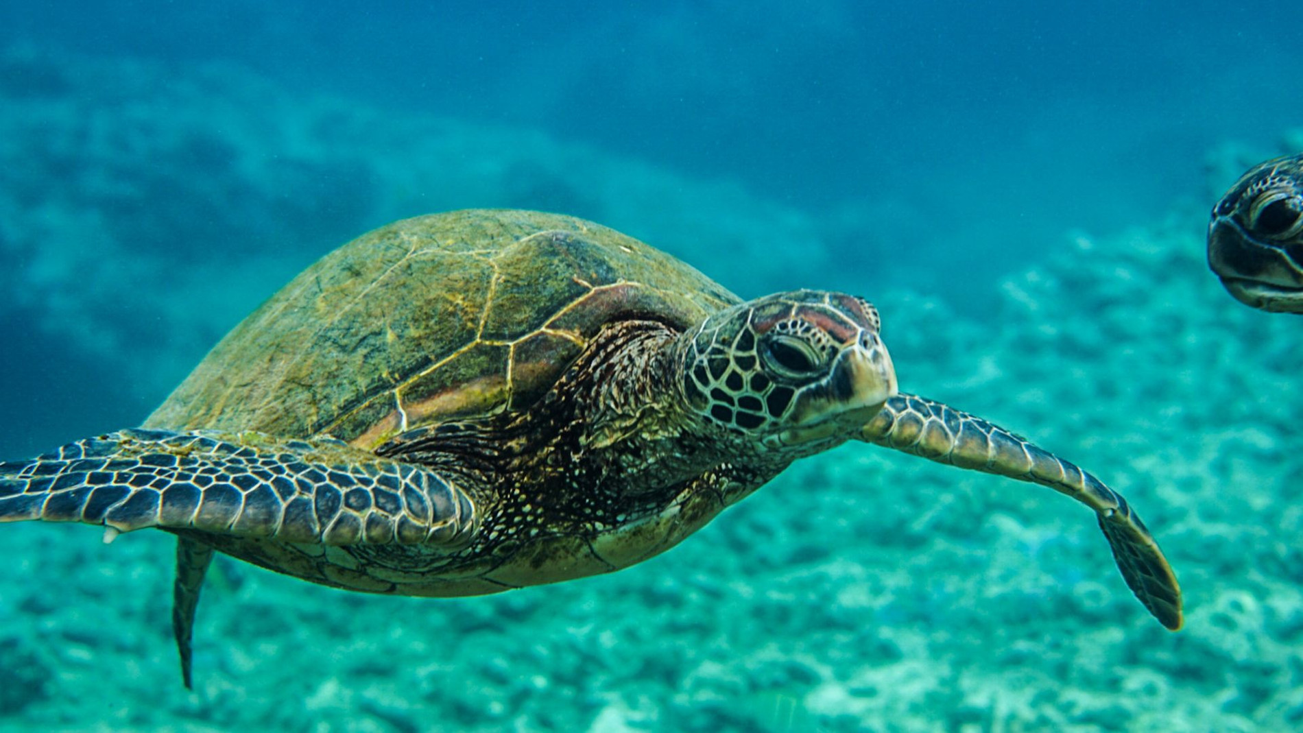 tsilivi fun train tour